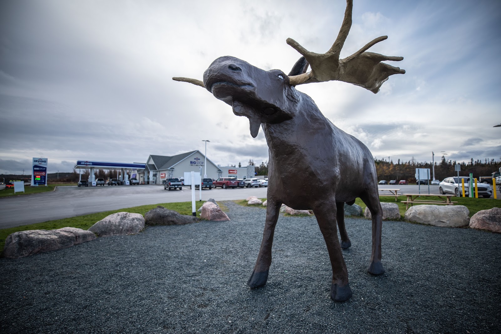 Morris The Moose Statue Valokuva, Kanada, Store