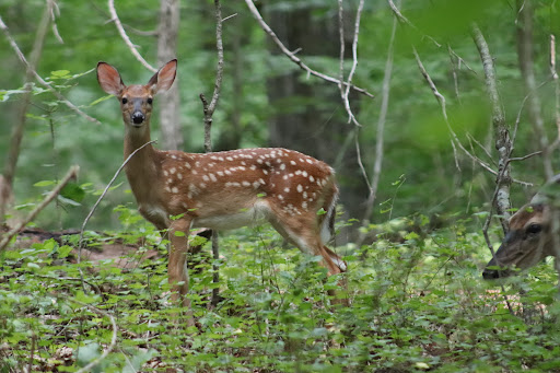 Nature Preserve «Piedmont Environmental Center», reviews and photos, 1220 Penny Rd, High Point, NC 27265, USA