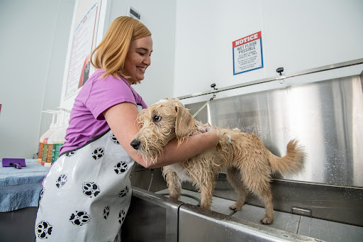 Pet Wash Station at Tractor Supply