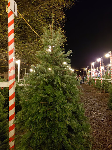 Christmas tree farm Daly City
