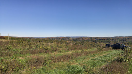 Tourist Attraction «Sunflower Maze», reviews and photos, South St, Middlefield, CT 06455, USA