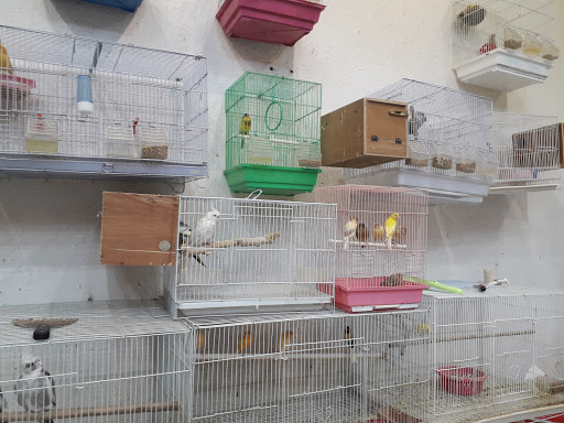 سوق الطيور 