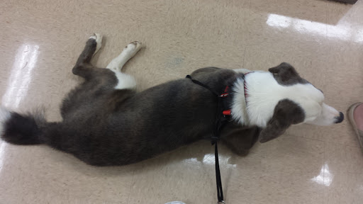 Pet Supply Store «Petco Animal Supplies», reviews and photos, 169 Brooklawn St, Farragut, TN 37934, USA