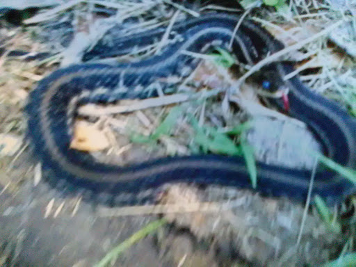 Hiking Area «Cowles Bog Trail», reviews and photos, 1618 N Mineral Springs Rd, Dune Acres, IN 46304, USA