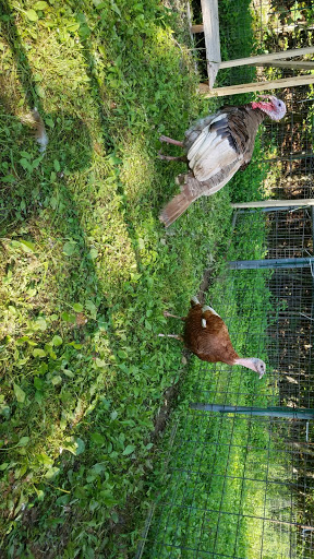 Zoo «The Petting Zoo at Breezeway Farm», reviews and photos, 161 Anawana Lake Road, Monticello, NY 12701, USA