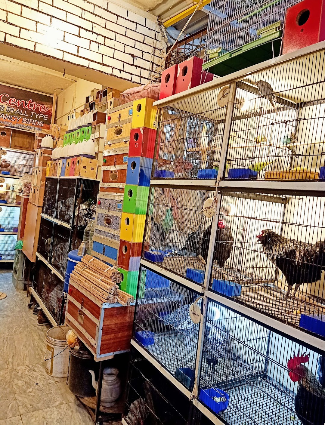 THE PET CENTRE Shop14 DHARAMPURA BIRD MARKET