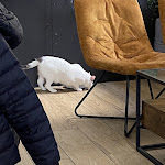 Photo n° 1 de l'avis de s. fait le 12/04/2023 à 18:23 pour Le Chat’Ren’Thé - CatCoffee & Restaurant à La Rochelle