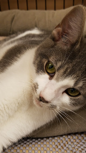 Pet Store «Pet Valu», reviews and photos, 2914 Chain Bridge Rd, Oakton, VA 22124, USA