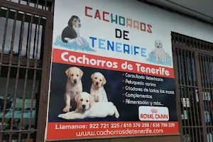 Cachorros De Tenerife S C image