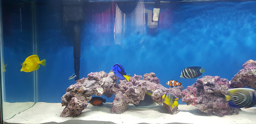 Tropical Fish Store «BluReef Aquarium», reviews and photos, 2198 Flatbush Ave, Brooklyn, NY 11234, USA