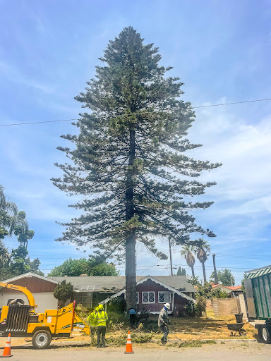 Tree service Anaheim