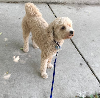 The Grateful Dawg LLC - Photo 5 - Car repair in Chicago, IL, Chicago