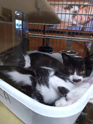 Pet Supply Store «PetSmart», reviews and photos, 919 Lakeland Park Center Dr Unit 380, Lakeland, FL 33809, USA