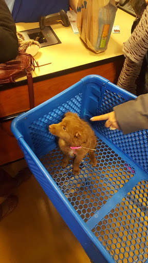 Pet Supply Store «PetSmart», reviews and photos, 131 Town Center Rd, King of Prussia, PA 19406, USA