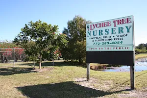 Lychee Tree Nursery image