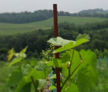 Winery «Weathered Vineyards», reviews and photos, 7670 Carpet Rd, New Tripoli, PA 18066, USA