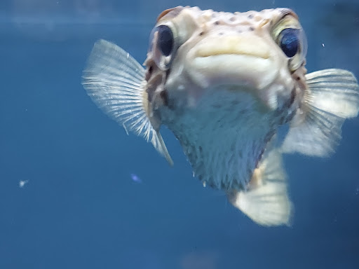 Tropical Fish Store «somethingFISHY», reviews and photos, 1977 Alafaya Trail #1091, Oviedo, FL 32765, USA