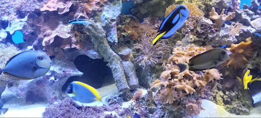 Tropical Fish Store «Saltwater Paradise», reviews and photos, 1313 W Airport Fwy, Irving, TX 75062, USA