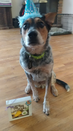 Pet Supply Store «Ma & Paws Bakery», reviews and photos, 1227 E 3300 S, Millcreek, UT 84106, USA