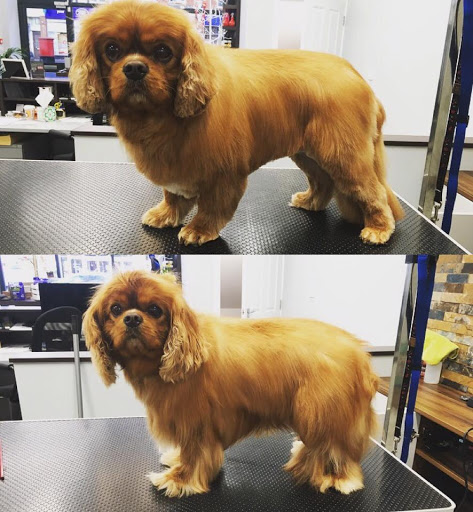 Dog Grooming Surrey - Short Bark & Sides Dog Groomers Worcester Park