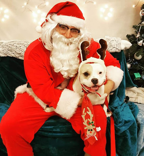 Pet Supply Store «PetSmart», reviews and photos, 1705 N Bechtle Ave, Springfield, OH 45504, USA