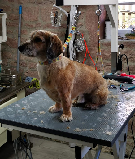 Hundefriseur - Hundepflege Jossgrund unter Jossgrund, 