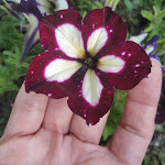 Photo n°2 de l'avis de Antonio.o fait le 13/06/2020 à 21:22 sur le  La Cubana à Palermo