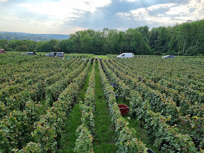 Champagne Ernould - SCEV Les Bordelets à Saâcy-sur-Marne