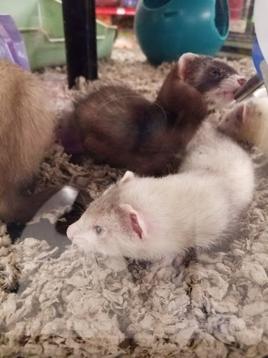 Pet Supply Store «Petco Animal Supplies», reviews and photos, 45205 Worth Ave, California, MD 20619, USA