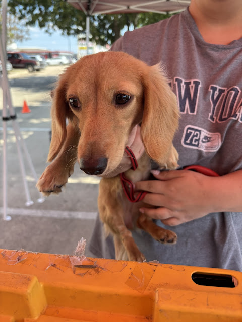 Texas Paw Care - Low Cost Pet Vaccinations