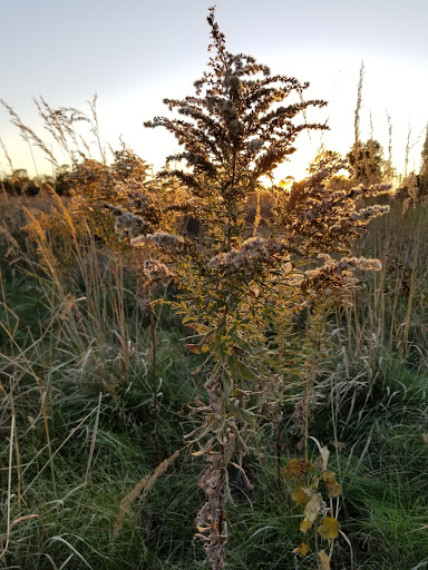 Dog Park «Carol Stream Bark Park», reviews and photos, 280 Kuhn Rd, Carol Stream, IL 60188, USA