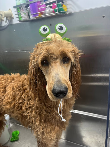 Kontota Grooming of Little Elm