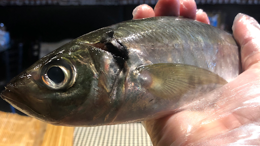 Sushi Restaurant «Mr. Bin Sushi & Grill», reviews and photos, 123 N Union Ave #3, Cranford, NJ 07016, USA