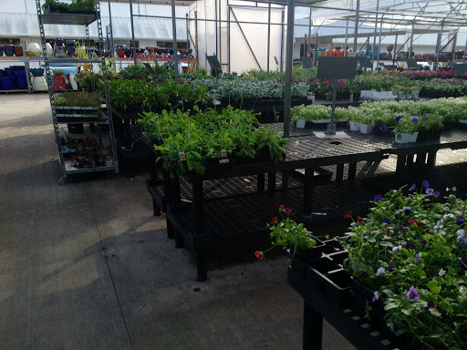 Cornelius Nursery