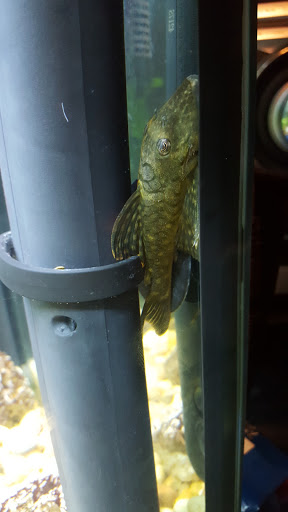 Tropical Fish Store «Oceanside Aquariums», reviews and photos, 2176 N Mt Juliet Rd #105, Mt Juliet, TN 37122, USA