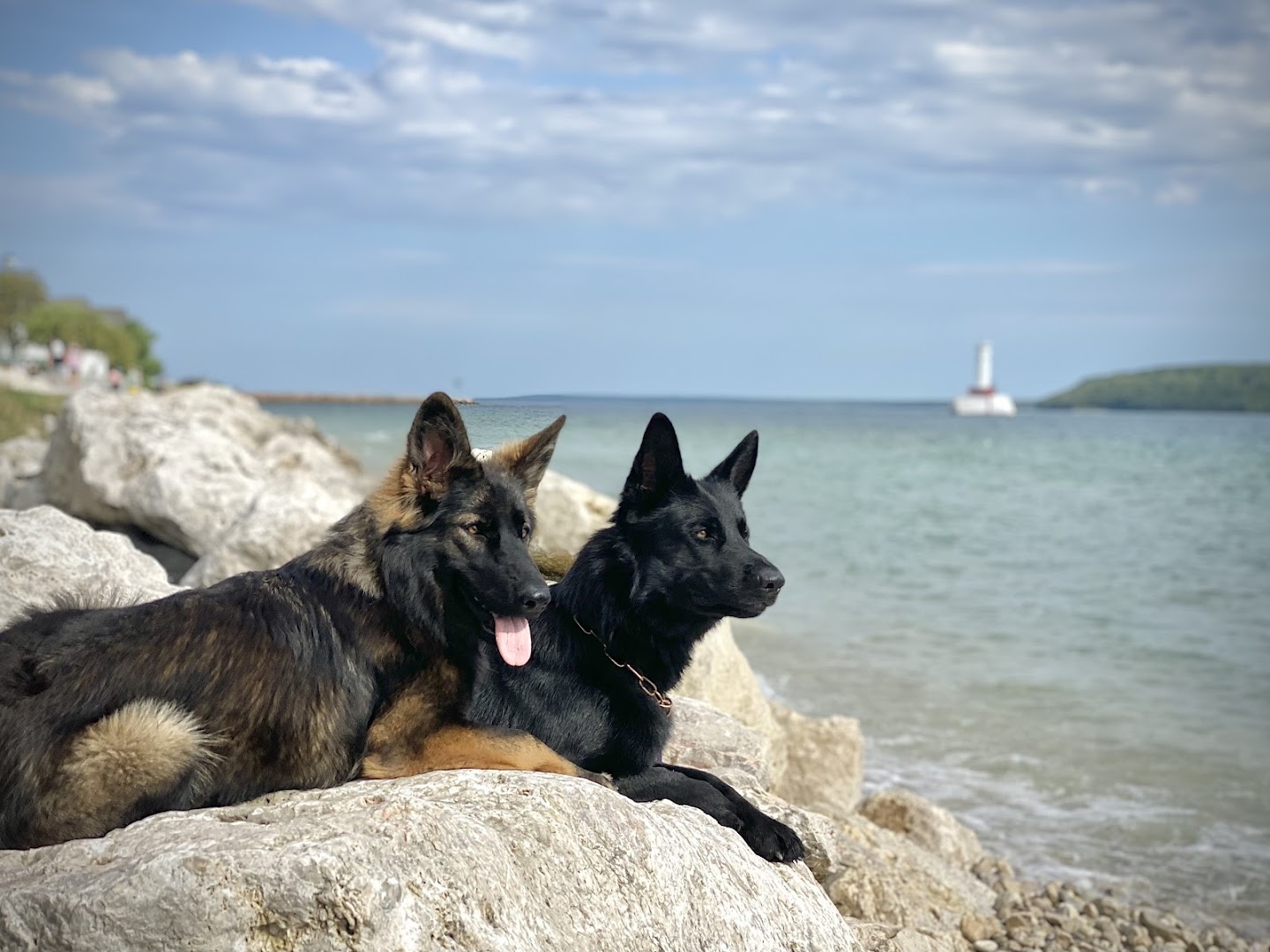 Auf der Marquis German Shepherd Dogs