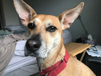 Patty to the Rescue Pet Sitting - Photo 3 - Car repair in , Fort Worth