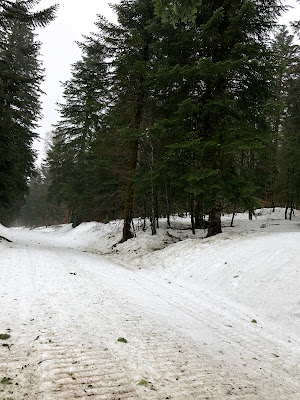Bois Mary à Le Claux