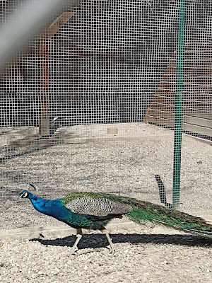 Parc Animalier S.R.P.O à La Wantzenau