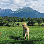 Photo n°4 de l'avis de Marc.i fait le 06/08/2023 à 07:30 sur le  Agriturismo Antico Fienile Pittanzella à Belluno