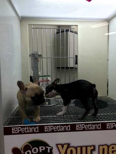 Pet Store «Petland Vineyard - San Antonio», reviews and photos, 1309 North Loop 1604 W #101, San Antonio, TX 78258, USA