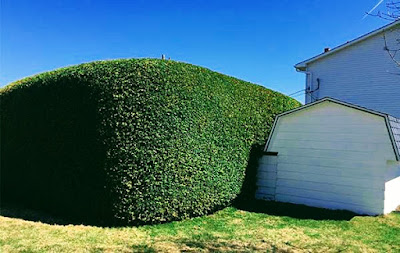 Briol Espace vert Elagueur Jardinier Paysagiste 66 Perpignan à Perpignan