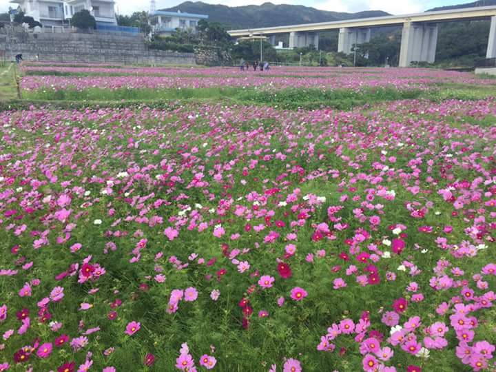 Cosmos Flower Field