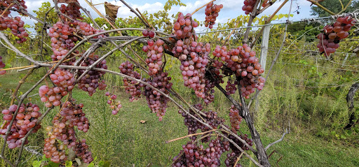 Winery «Wild Mountain Winery», reviews and photos, 16906 Wild Mountain Rd, Taylors Falls, MN 55084, USA