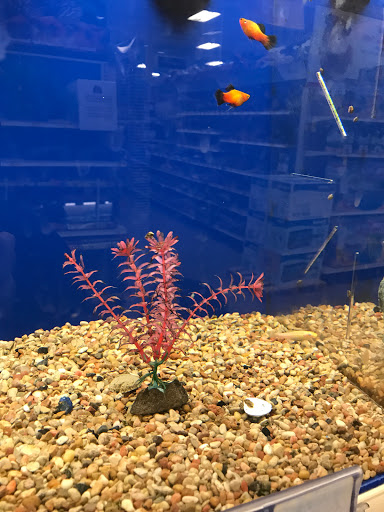 Pet Supply Store «PetSmart», reviews and photos, 1225 Industrial Rd, San Carlos, CA 94070, USA