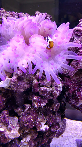 Tropical Fish Store «Pass Road Pet Center (Just Fish)», reviews and photos, 1939 Pass Rd, Biloxi, MS 39531, USA