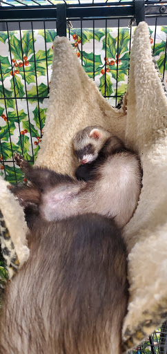 Pet Supply Store «Pet Supplies Plus», reviews and photos, 5960 Jog Rd Suite A, Lake Worth, FL 33467, USA