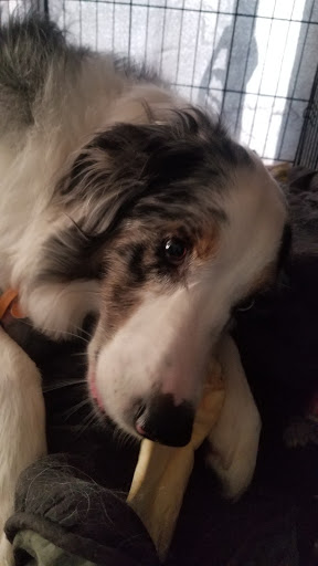 Pet Supply Store «Argos, All-Natural Pet Food & Supply- Madeira», reviews and photos, 7713 Camargo Rd, Madeira, OH 45243, USA