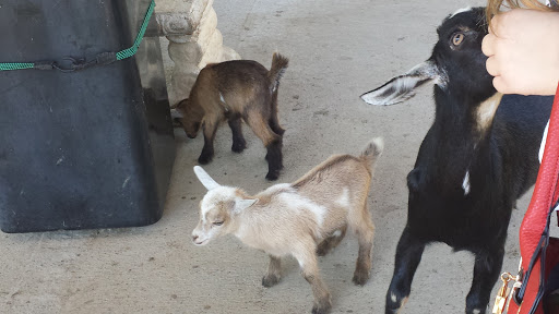 Zoo «Luray Zoo A Rescue Zoo», reviews and photos, 1087 U.S. 211, Luray, VA 22835, USA