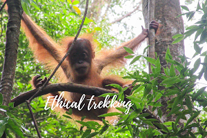 Sumatra Orangutan Discovery Villa image